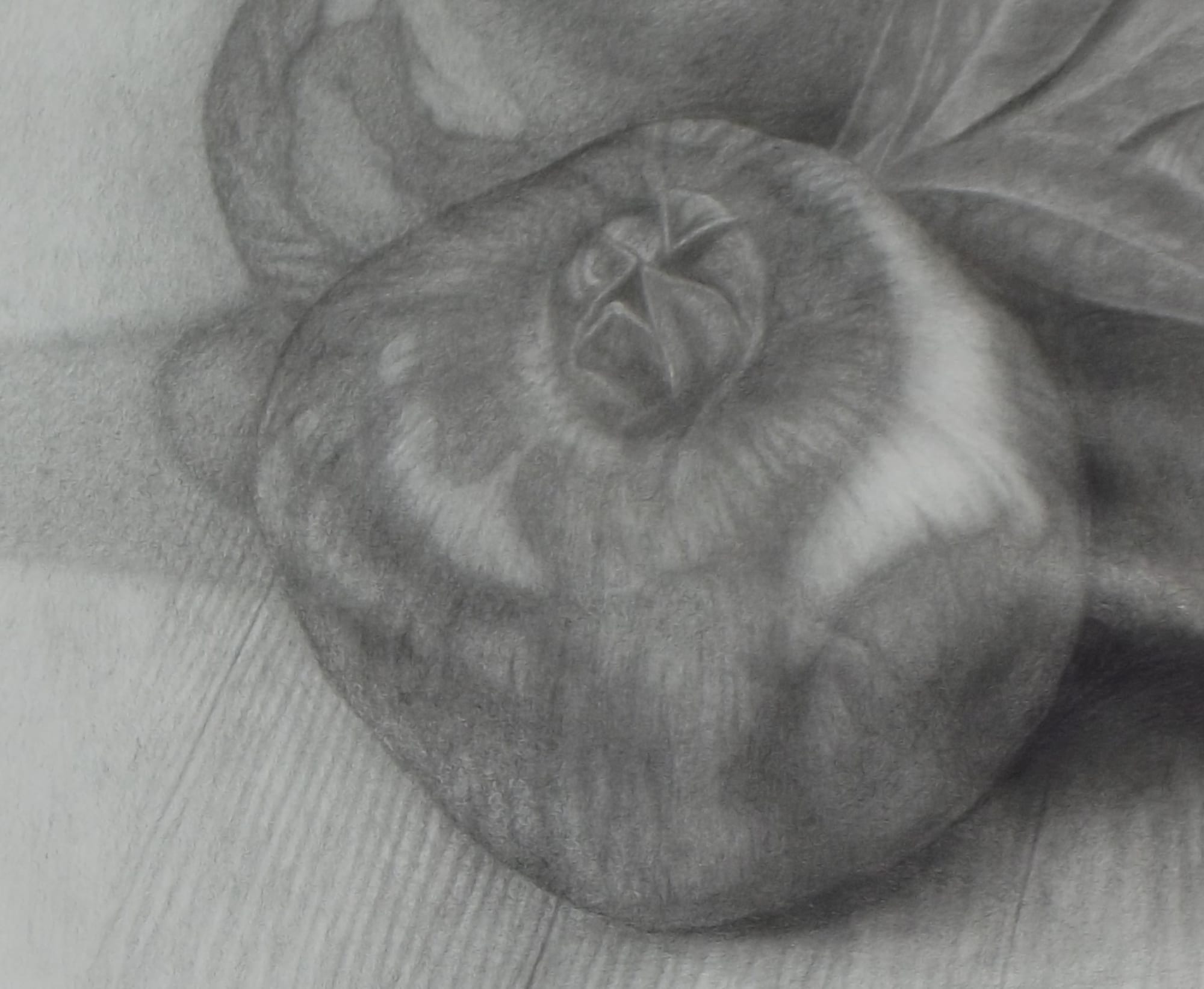 3 Pomegranates thumbnail 2