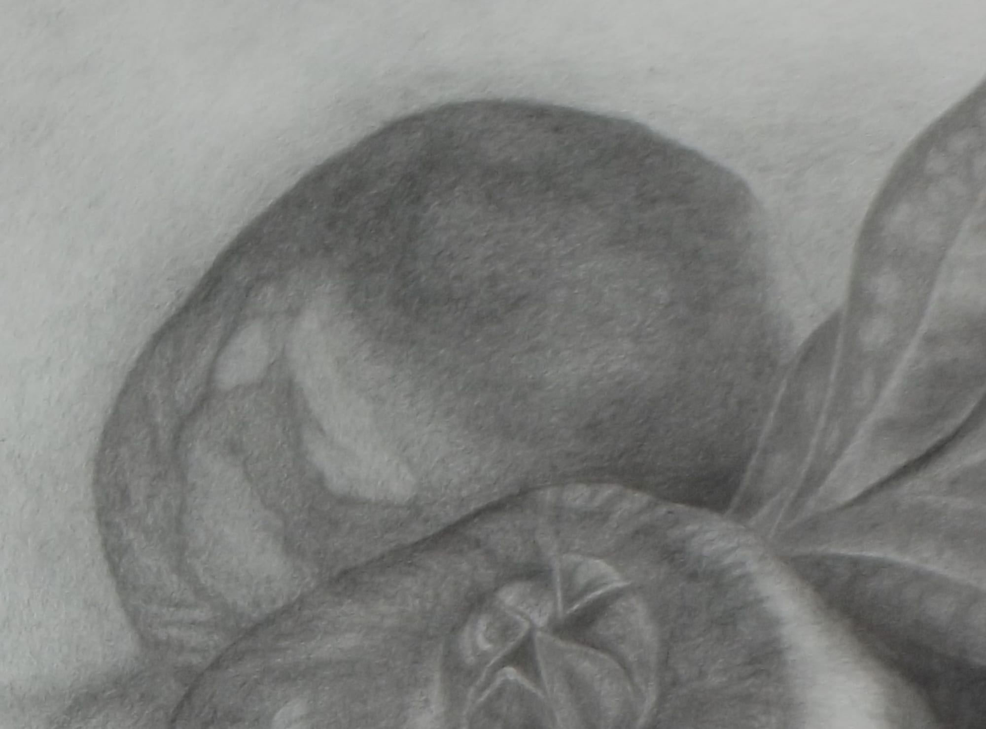 3 Pomegranates thumbnail 4