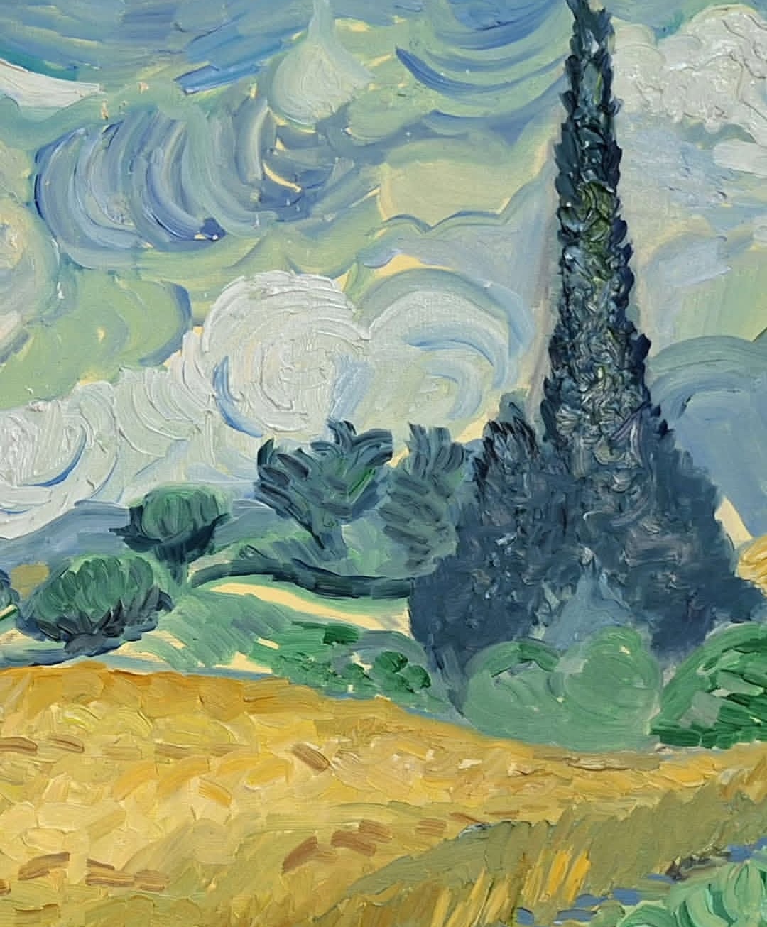 Field of wheat and cypress thumbnail 3