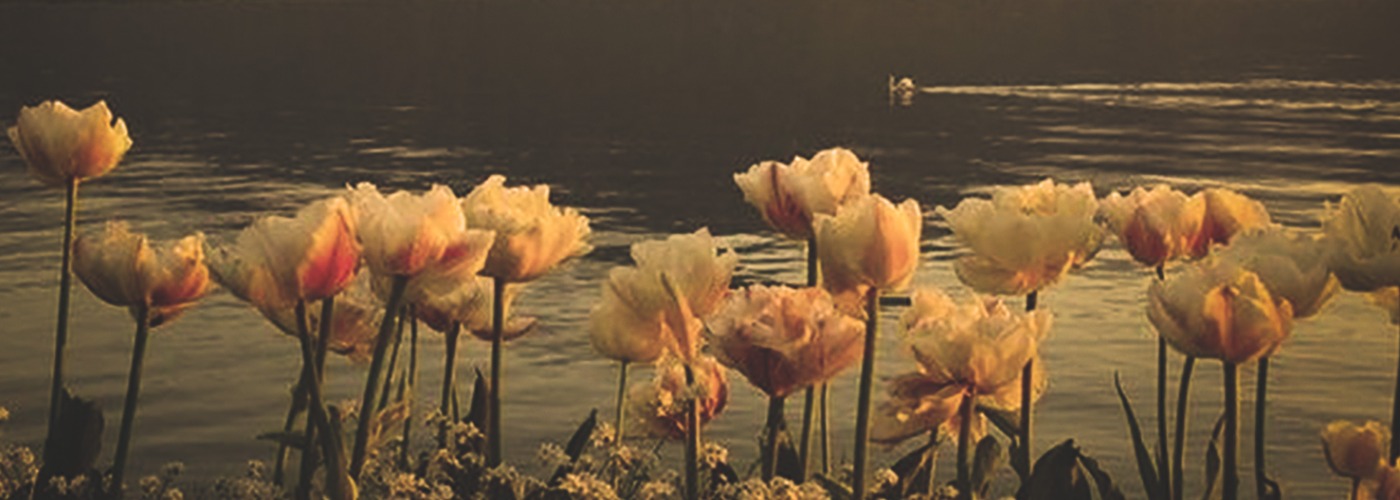 Areej Salem's cover image