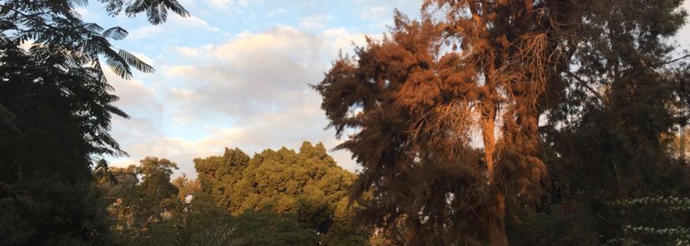 Mariam Mourad's cover image